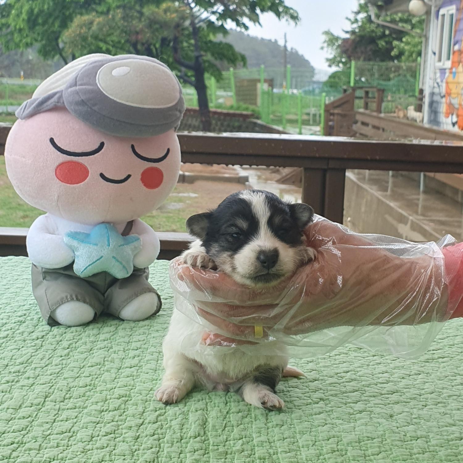 군산유기동물보호센터_445467202300748